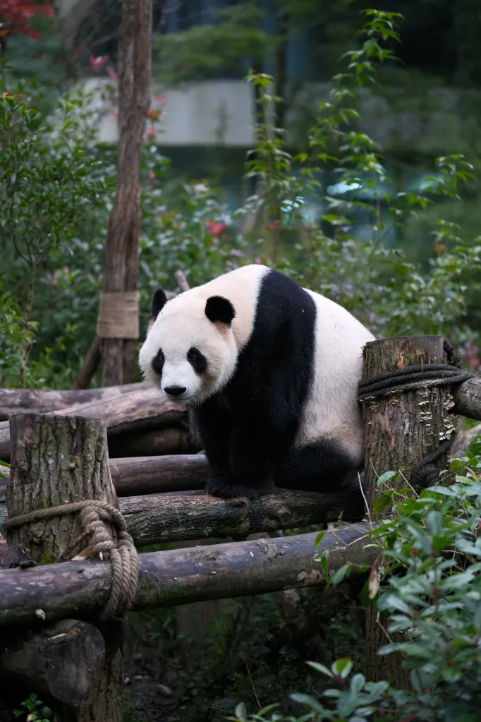 Chengdu